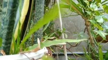 Pothos bitkisi, Araceae familyasından bir bitki cinsidir (Potheae kabilesi). Çin 'e, Hindistan' a, Avustralya 'ya, Yeni Gine' ye özgüdür.