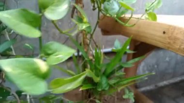Pothos bitkisi, Araceae familyasından bir bitki cinsidir (Potheae kabilesi). Çin 'e, Hindistan' a, Avustralya 'ya, Yeni Gine' ye özgüdür.