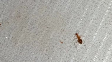 Karıncalar yiyecek bulmak için birlikte çalışırlar. Bu videoda bir grup karınca birlikte çalışarak yiyecek arar. Yiyecekleri aldıklarında arkadaşlarını çağırırlar.