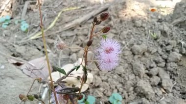 Mimosa pudica L veya Putri Malu, baklagiller familyasına ait kısa bir çalıdır. Yaprakları sayesinde kolayca tanınır..
