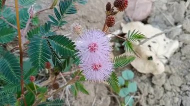 Mimosa pudica L veya Putri Malu, baklagiller familyasına ait kısa bir çalıdır. Yaprakları sayesinde kolayca tanınır..