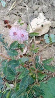 Mimosa pudica L veya Putri Malu, baklagiller familyasına ait kısa bir çalıdır. Yaprakları sayesinde kolayca tanınır..