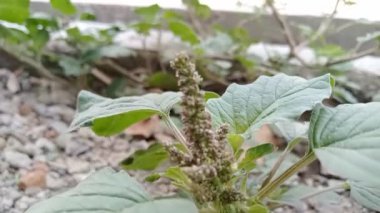 Amaranthus ıspanağı (