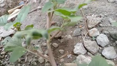 Amaranthus ıspanağı (