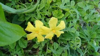 Peria, Paria or Pare, özellikle batı Hindistan, Assam ve Burma 'dan gelen bir sarmaşıktır..