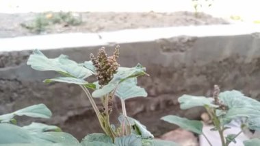 Amaranthus ıspanağı (