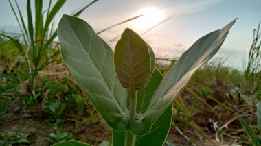 Calatropis gigantea, Endonezya, Malezya, Filipinler, Tayland, Sri Lanka, Hindistan ve Çin 'de yaygın olarak bulunan bir bitki türüdür. Bu bitki 4 metreye ulaşabilen büyük bir çalıdır..