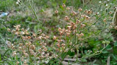 Cyanthillium cinereum küçük demir ot poovamkurunnila, monara kudumbiya, gökyüzü hardal çiçeği. Siyanthillium cinereum sigarayı bırakmak ve soğuk algınlığını azaltmak için kullanıldı..