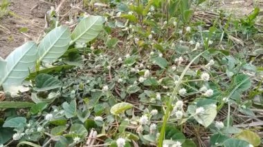 Calatropis gigantea, Endonezya, Malezya, Filipinler, Tayland, Sri Lanka, Hindistan ve Çin 'de yaygın olarak bulunan bir bitki türüdür. Bu bitki 4 metreye ulaşabilen büyük bir çalıdır..
