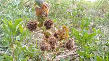 hiptis brevipes poitor boborongan, genggeyan, tropikal Amerika kökenli, uzun zamandır Endonezya 'da yabani bitki olarak bilinir. Bu bitki bazen yiyecek için, yani yapraklar için, geleneksel ilaç ve böcek ilaçları için hasat edilir.. 