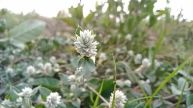 Calatropis gigantea, Endonezya, Malezya, Filipinler, Tayland, Sri Lanka, Hindistan ve Çin 'de yaygın olarak bulunan bir bitki türüdür. Bu bitki 4 metreye ulaşabilen büyük bir çalıdır..