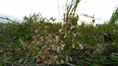 Cyanthillium cinereum küçük demir ot poovamkurunnila, monara kudumbiya, gökyüzü hardal çiçeği. Siyanthillium cinereum sigarayı bırakmak ve soğuk algınlığını azaltmak için kullanıldı..