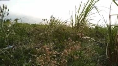 Cyanthillium cinereum küçük demir ot poovamkurunnila, monara kudumbiya, gökyüzü hardal çiçeği. Siyanthillium cinereum sigarayı bırakmak ve soğuk algınlığını azaltmak için kullanıldı..