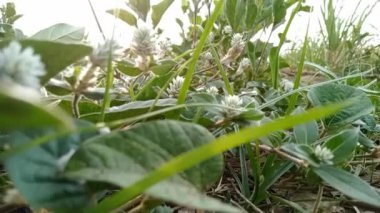 Calatropis gigantea, Endonezya, Malezya, Filipinler, Tayland, Sri Lanka, Hindistan ve Çin 'de yaygın olarak bulunan bir bitki türüdür. Bu bitki 4 metreye ulaşabilen büyük bir çalıdır..