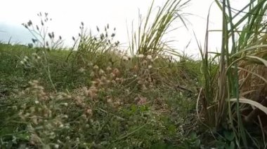 Cyanthillium cinereum küçük demir ot poovamkurunnila, monara kudumbiya, gökyüzü hardal çiçeği. Siyanthillium cinereum sigarayı bırakmak ve soğuk algınlığını azaltmak için kullanıldı..