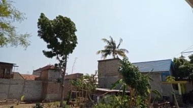 Bambu, sazlık ya da aur, Poaceae familyasına ait Bambusoideae alt familyasından sonsuza dek yeşeren bir çiçek bitkisidir.