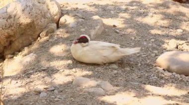Beyaz Muscovy ördeği gölgede oturuyor