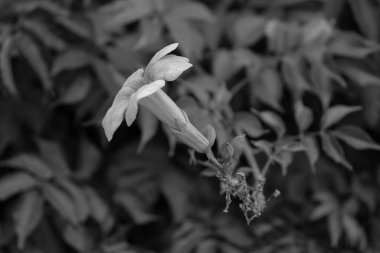 Çin trompet sarmaşığı (Camposs Grandiflora) tek çiçekli kenar manzaralı siyah beyaz