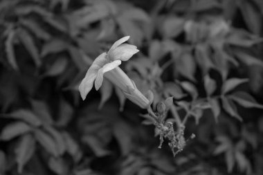 Chinese trumpet vine (Camposs Grandiflora) single flower side view in black and white clipart