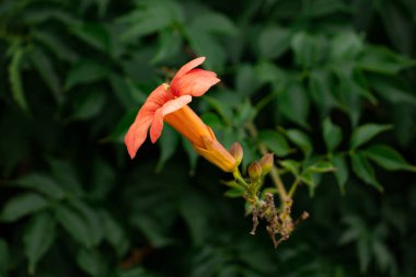 Çin trompet üzümü, Camposs Grandiflora, tek çiçek manzaralı.