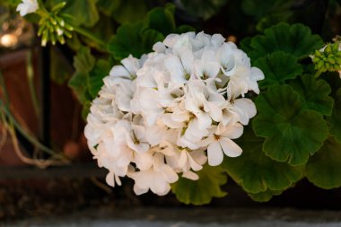 White Geranium flower bunch closeup clipart