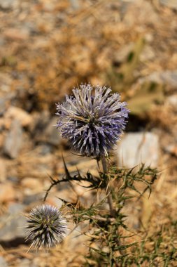 Yunanistan 'ın Girit kentindeki mor başak çiçeğini Echinops adenocaulos' ladı