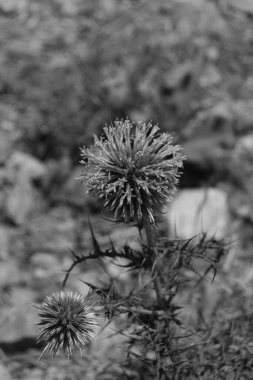Yunanistan 'ın Girit kentinde Echinops adenocaulos çiçek açtı. Siyah ve beyaz resim