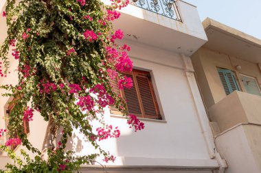 Heraklion, Girit evi. Dışarıdan büyüyen pembe çiçekli.