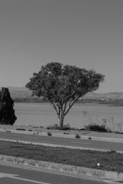 Larnaca Tuz Gölü kıyısındaki okaliptüs ağacı.