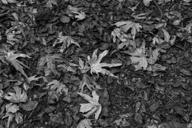 Background of fall (autumn) leaves fallen on ground in black and white
