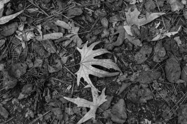 Background of fall (autumn) leaves fallen on ground in black and white