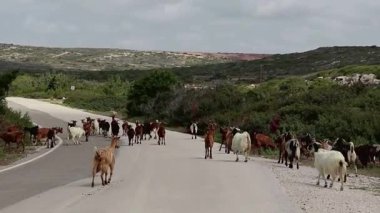 Farklı renkte keçi sürüleri, Yunanistan 'ın Rodos adasındaki Prasonisi Sahili' nden asfalt ana yol boyunca yürüyorlar.