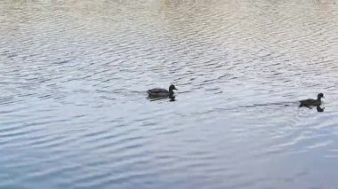 İki Mallard ördeği, Kanada 'nın başkenti Vancouver BC' deki Stanley Park 'taki Kayıp Göl' de yüzüyorlar.