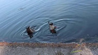 İki Mallard ördeği yüzüyor ve kafalarını Stanley Park, Vancouver BC, Kanada 'daki Kayıp Göl' e daldırıyor.