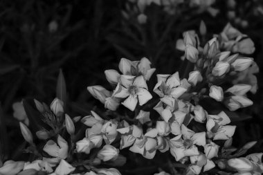 Bir çalılıkta yetişen siyah beyaz Nerium zakkum çiçekleri.