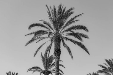 Gökyüzü arka planında yaz palmiyeleri. düşük açı görünümü siyah ve beyaz