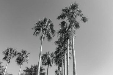 Gökyüzü arka planında yaz palmiyeleri. düşük açı görünümü siyah ve beyaz