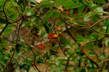 Çilek ağacı (Arbutus unedo) yeşillik ormanlarının arka planında meyvelerin yakın plan görüntüsü