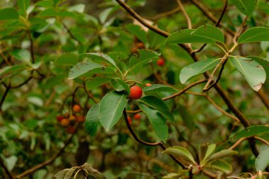 Çilek ağacı (Arbutus unedo) yeşillik ormanlarının arka planında meyvelerin yakın plan görüntüsü