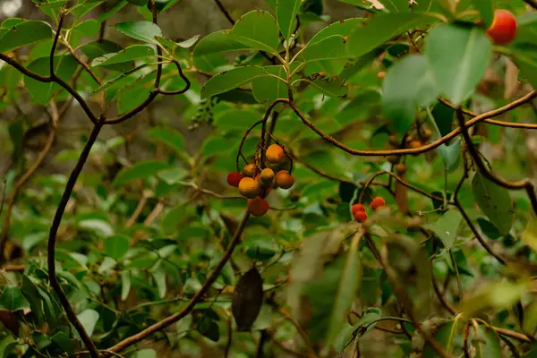 Çilek ağacı (Arbutus unedo) yeşillik ormanlarının arka planında meyvelerin yakın plan görüntüsü