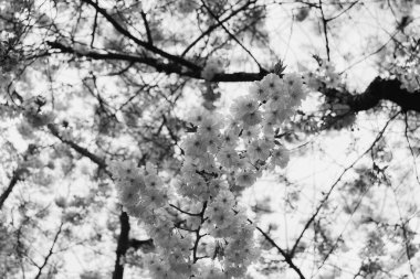 Prunus ve subhirtella (kış çiçekli kiraz, ilkbahar kirazı, gül goncası vişnesi), Prunus itosakura (edohigan) ile Prunus incisa (Mamezakura) arasında siyah ve beyaz renkte bir melez çiçek.