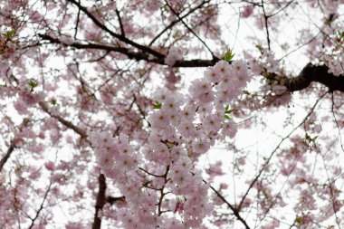 Prunus ve subhirtella (kış çiçekli kiraz, ilkbahar kirazı, gül goncası kirazı), Prunus itosakura (edohigan) ile Prunus incisa (Mamezakura) arasında bir melez çiçek.)