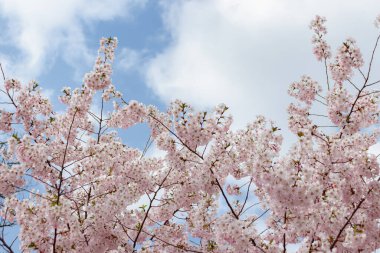 Prunus ve subhirtella (kış çiçekli kiraz, ilkbahar kirazı, gül goncası kirazı), Prunus itosakura (edohigan) ile Prunus incisa (Mamezakura) arasında bir melez çiçek.)