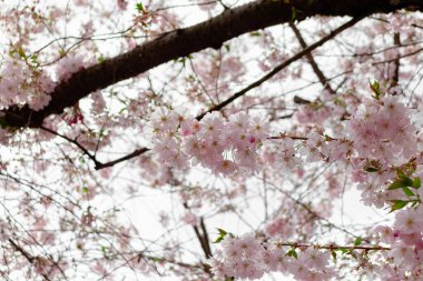 Prunus ve subhirtella (kış çiçekli kiraz, ilkbahar kirazı, gül goncası kirazı), Prunus itosakura (edohigan) ile Prunus incisa (Mamezakura) arasında bir melez çiçek.)
