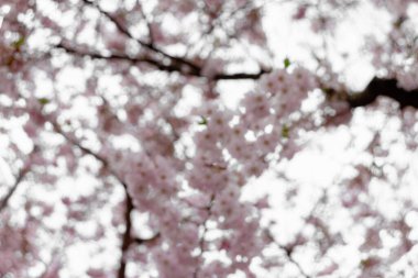 Prunus itosakura (Edohigan) ve Prunus incisa (Mamezakura incisa) arasındaki bulanık arka plan Prunus ve subhirtella (kış çiçekli kiraz, bahar kirazı, gül goncası) melez bir çiçektir.)