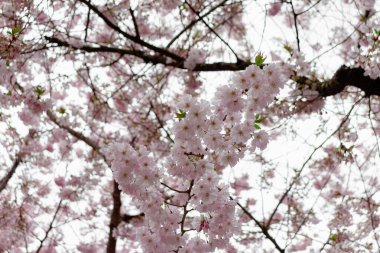 Prunus ve subhirtella (kış çiçekli kiraz, ilkbahar kirazı, gül goncası kirazı), Prunus itosakura (edohigan) ile Prunus incisa (Mamezakura) arasında bir melez çiçek.)