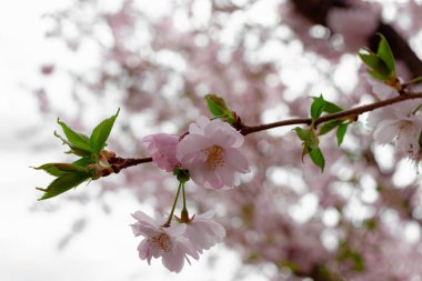Prunus ve subhirtella (kış çiçekli kiraz, ilkbahar kirazı, gül goncası kirazı), Prunus itosakura (edohigan) ile Prunus incisa (Mamezakura) arasında bir melez çiçek.)