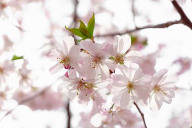 Prunus ve subhirtella (kış çiçekli kiraz, ilkbahar kirazı, gül goncası kirazı), Prunus itosakura (edohigan) ile Prunus incisa (Mamezakura) arasında bir melez çiçek.)