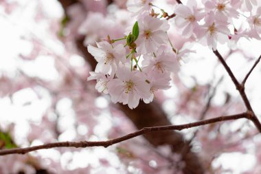 Prunus ve subhirtella (kış çiçekli kiraz, ilkbahar kirazı, gül goncası kirazı), Prunus itosakura (edohigan) ile Prunus incisa (Mamezakura) arasında bir melez çiçek.)