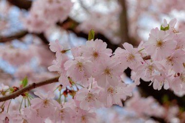 Prunus ve subhirtella (kış çiçekli kiraz, ilkbahar kirazı, gül goncası kirazı), Prunus itosakura (edohigan) ile Prunus incisa (Mamezakura) arasında bir melez çiçek.)
